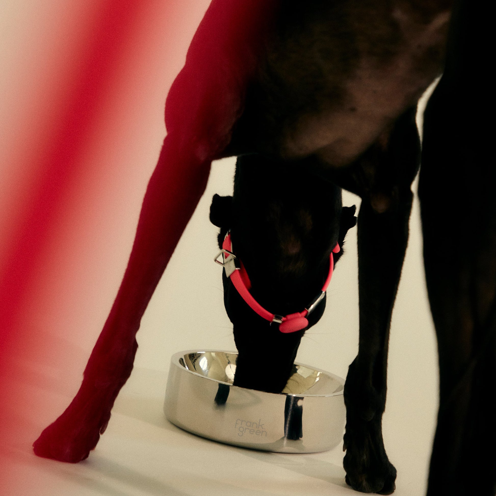 Stainless Steel Pet Bowl - Dog - Medium