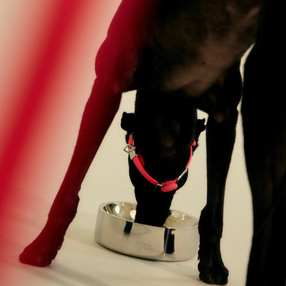 Stainless Steel Pet Bowl - Small