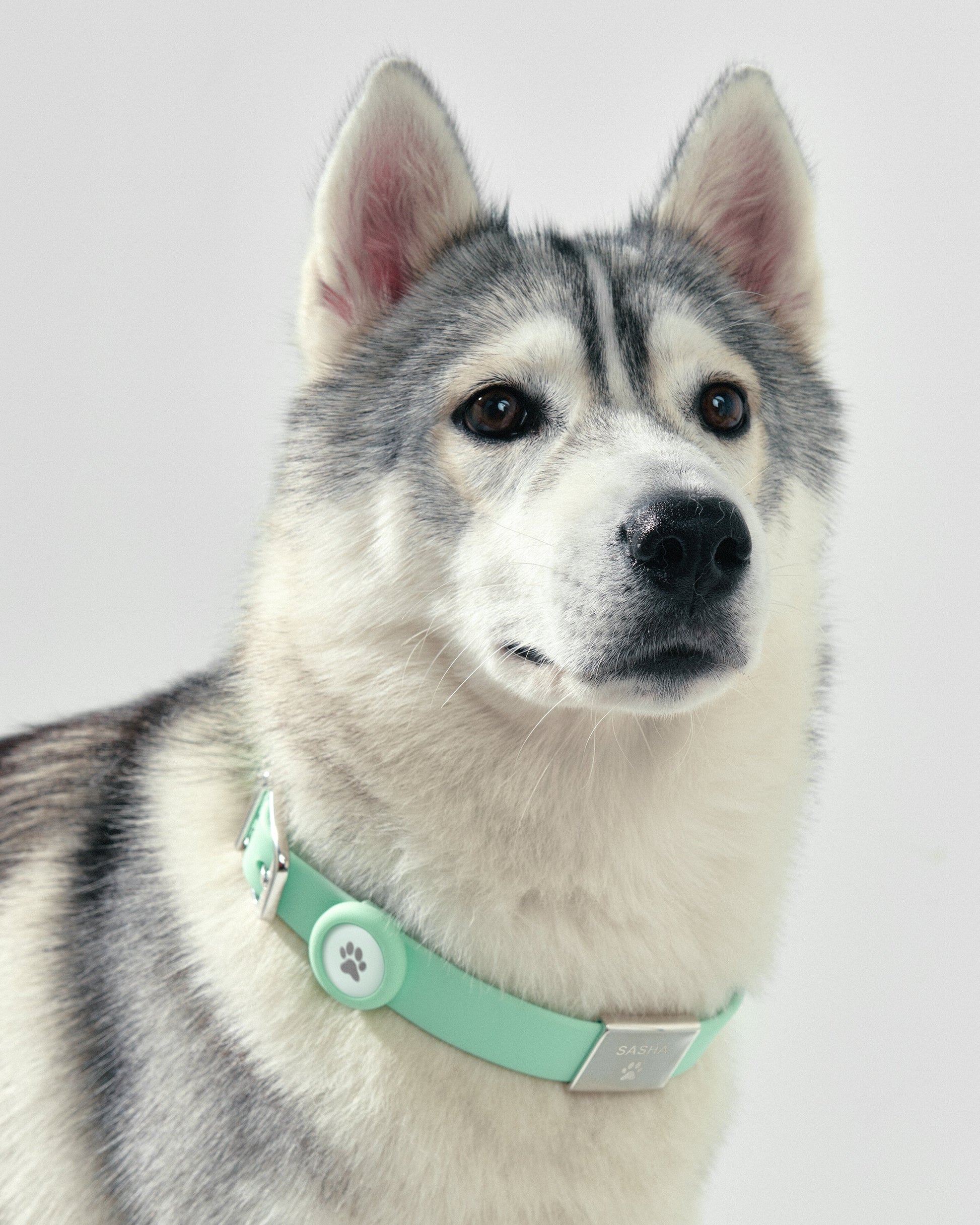 Pet Name Tag - Large
