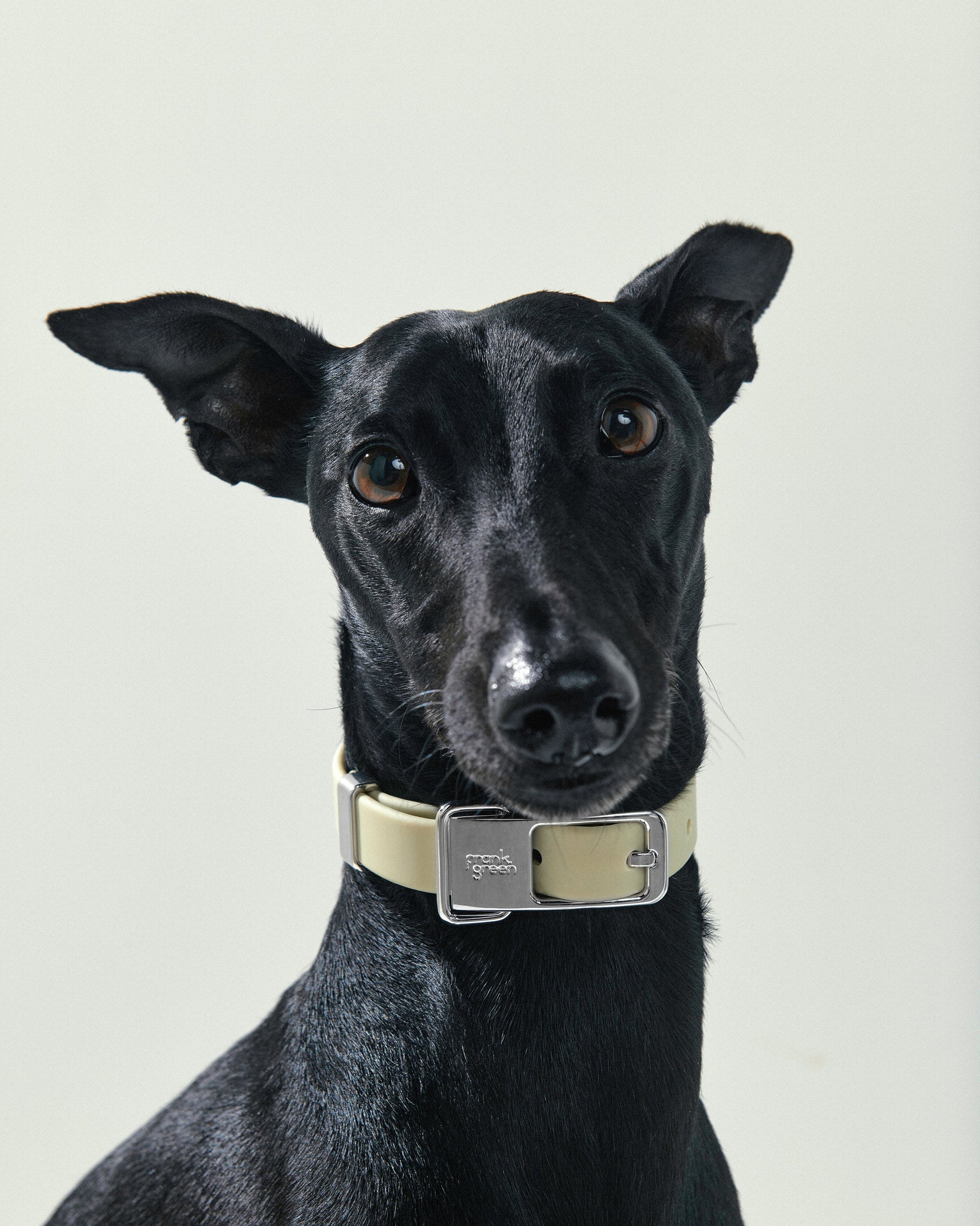 Pet Name Tag - Large