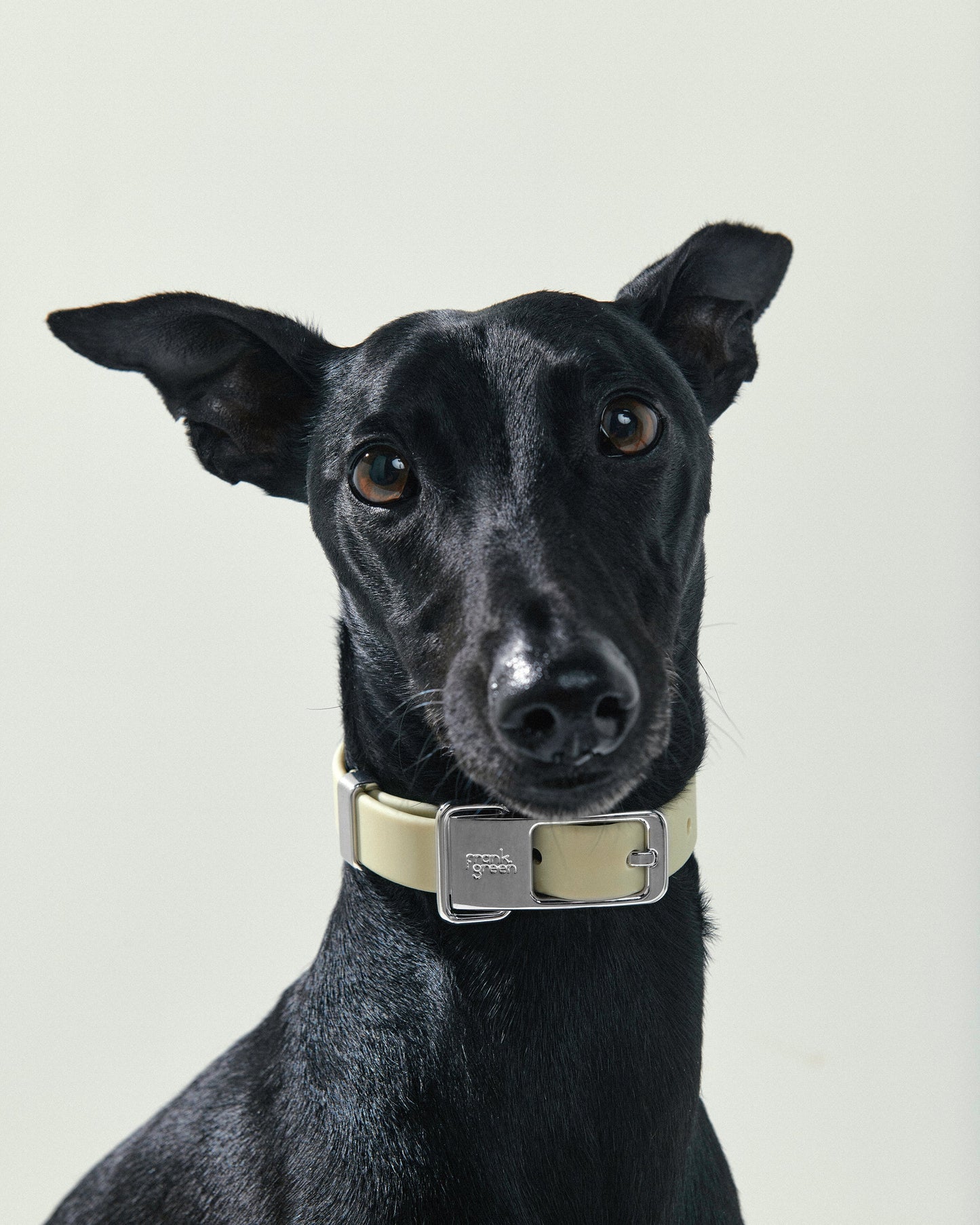 Pet Collar + Name Tag - Large