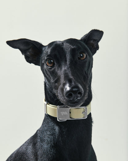 Pet Collar + Name Tag - Large