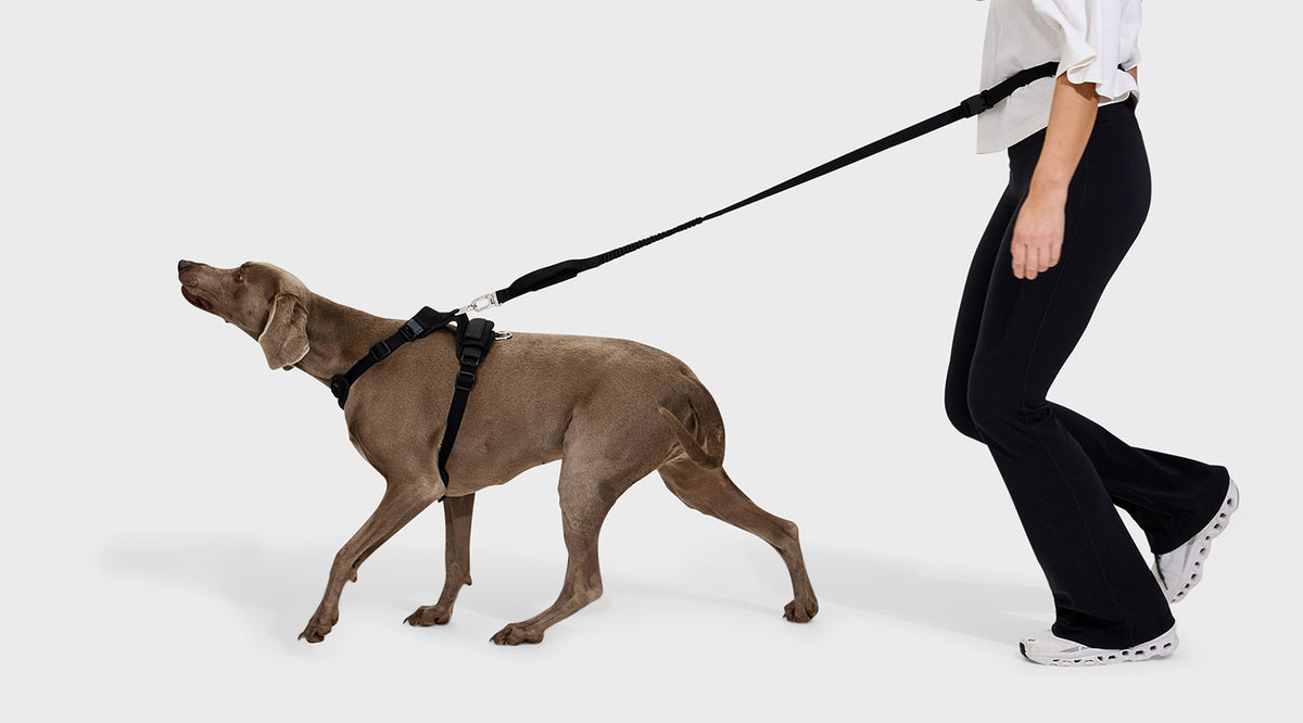 Stride Running Lead