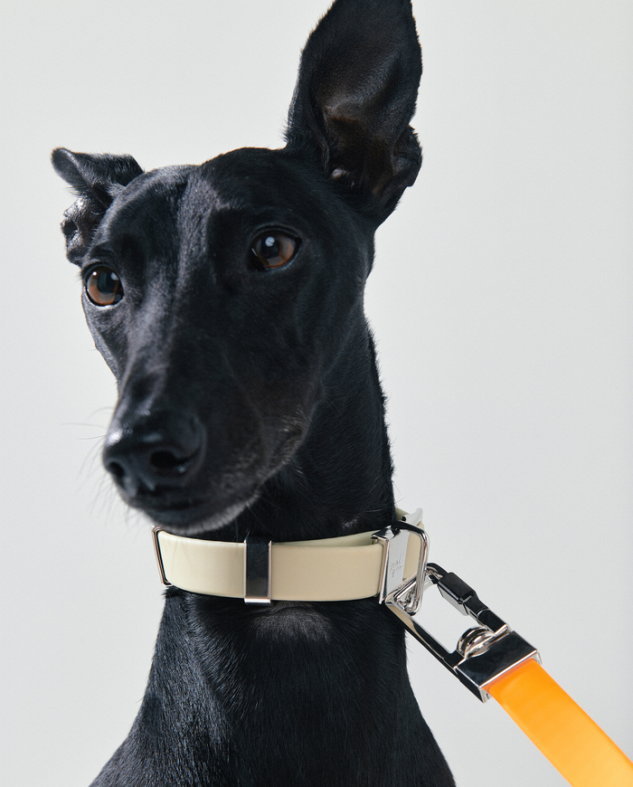 Shop Pet Collars